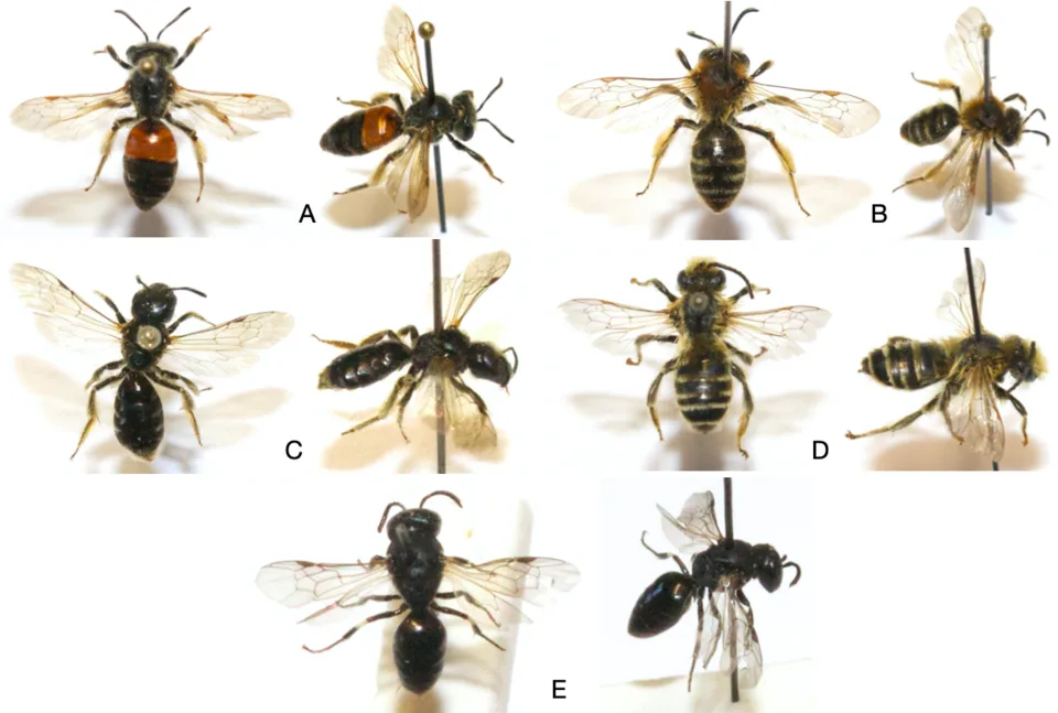 Andrena fulvata