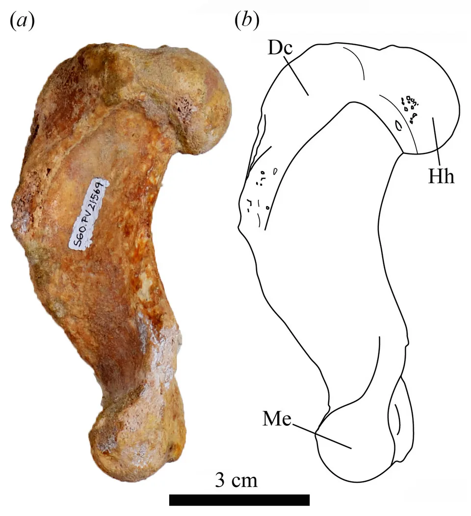 Australophoca changorum