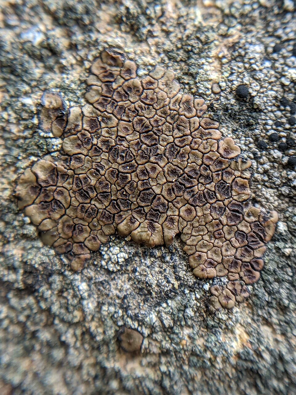 Acarospora fuscata