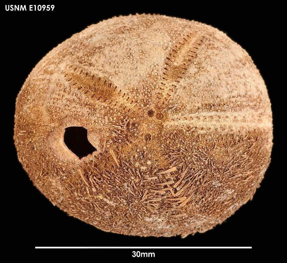 Abatus nimrod