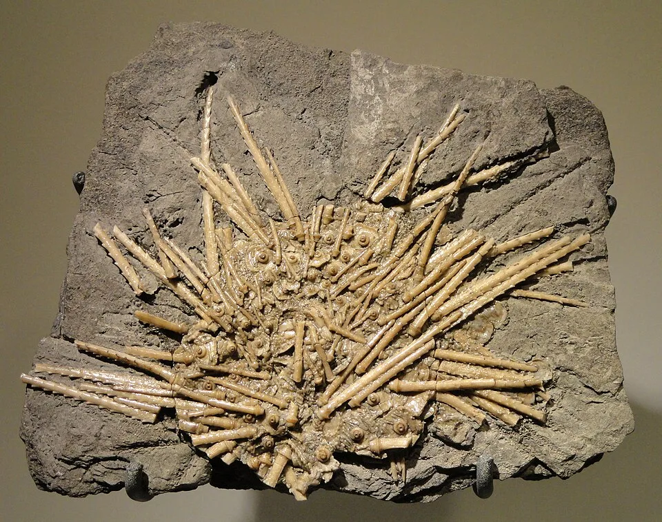 Archaeocidaris