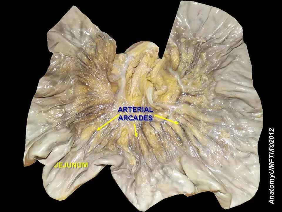 Anatomy Arcade