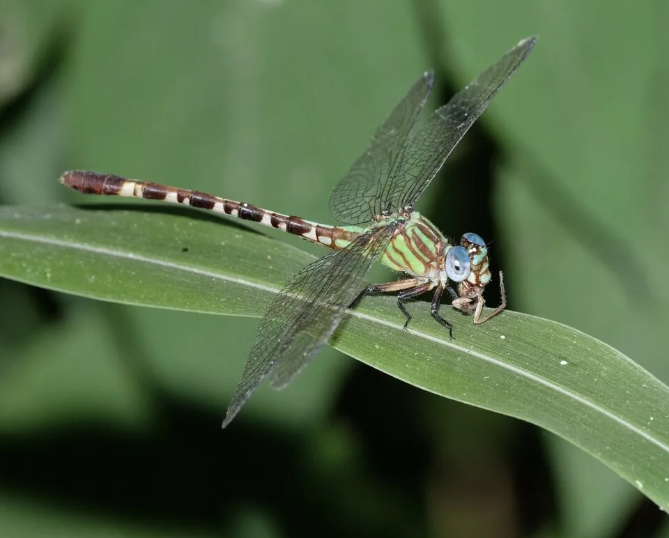 Blue-faced Ringtail