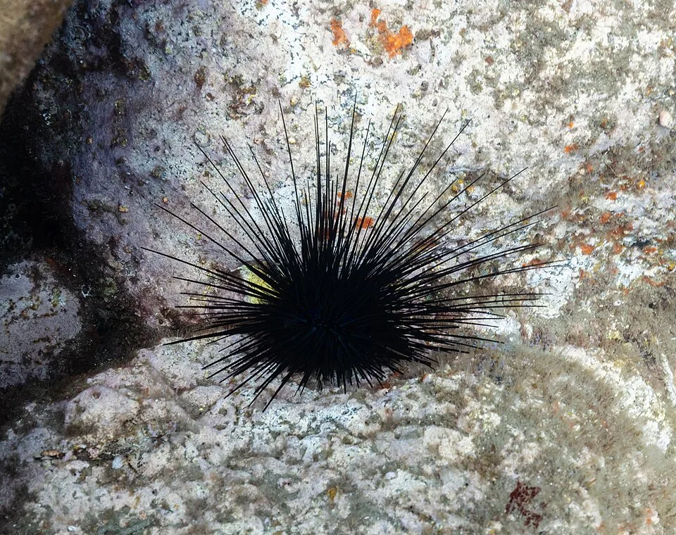 Black Sea Urchin