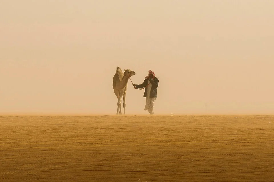 Camel