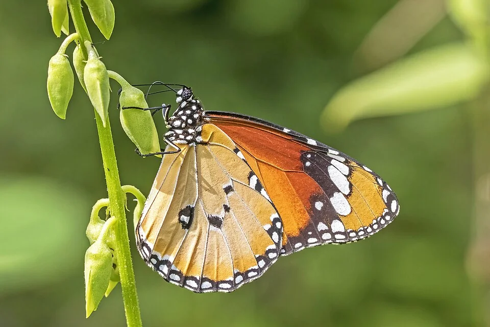 Chrysippus