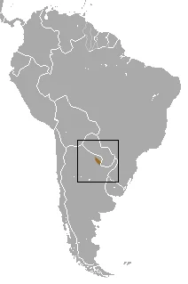 Chacoan pygmy opossum