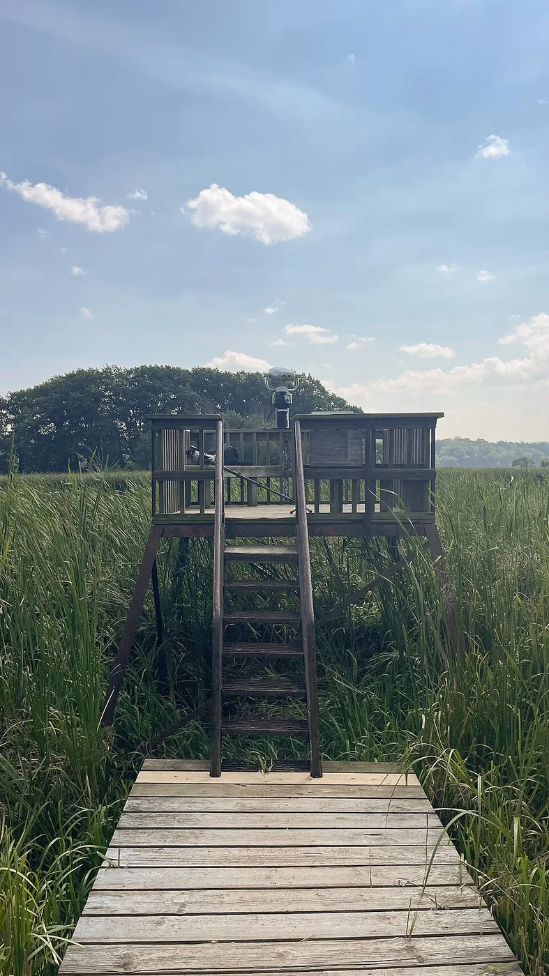 Cootes Paradise Marsh