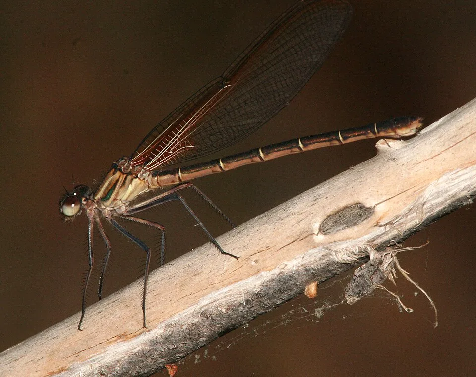 Canyon Rubyspot