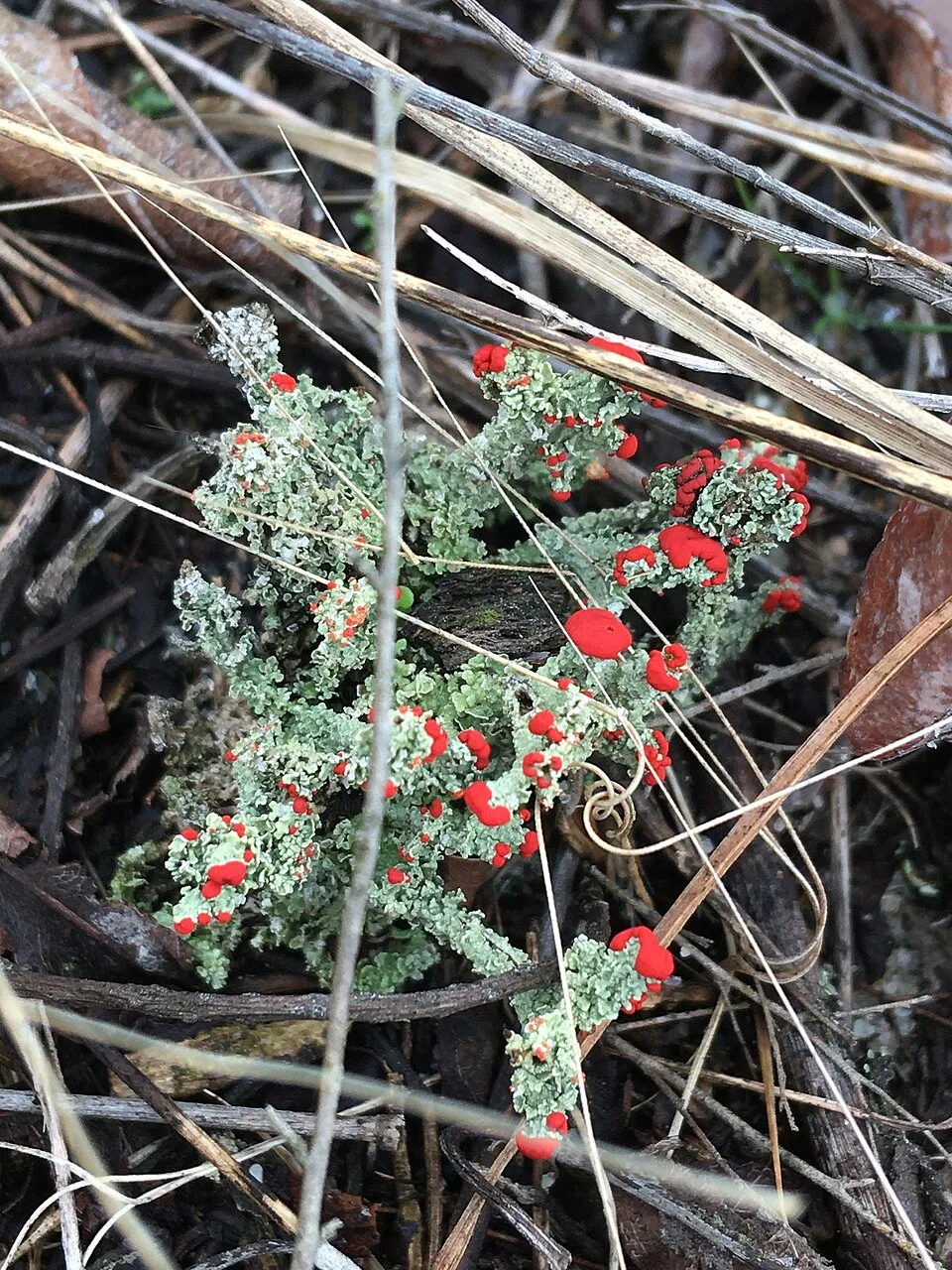 Cladonia cristatella