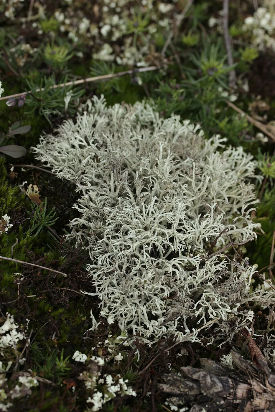 Cladonia arbuscula