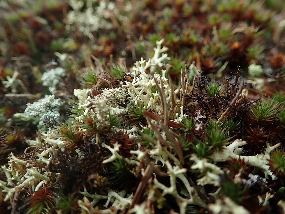 Cladonia uncialis