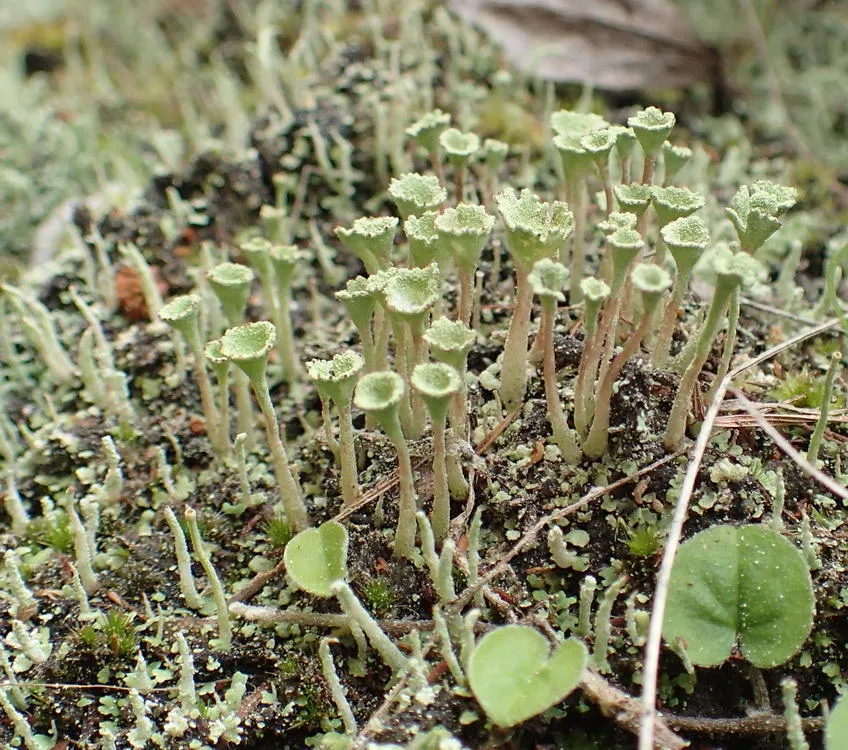 Cladonia fimbriata