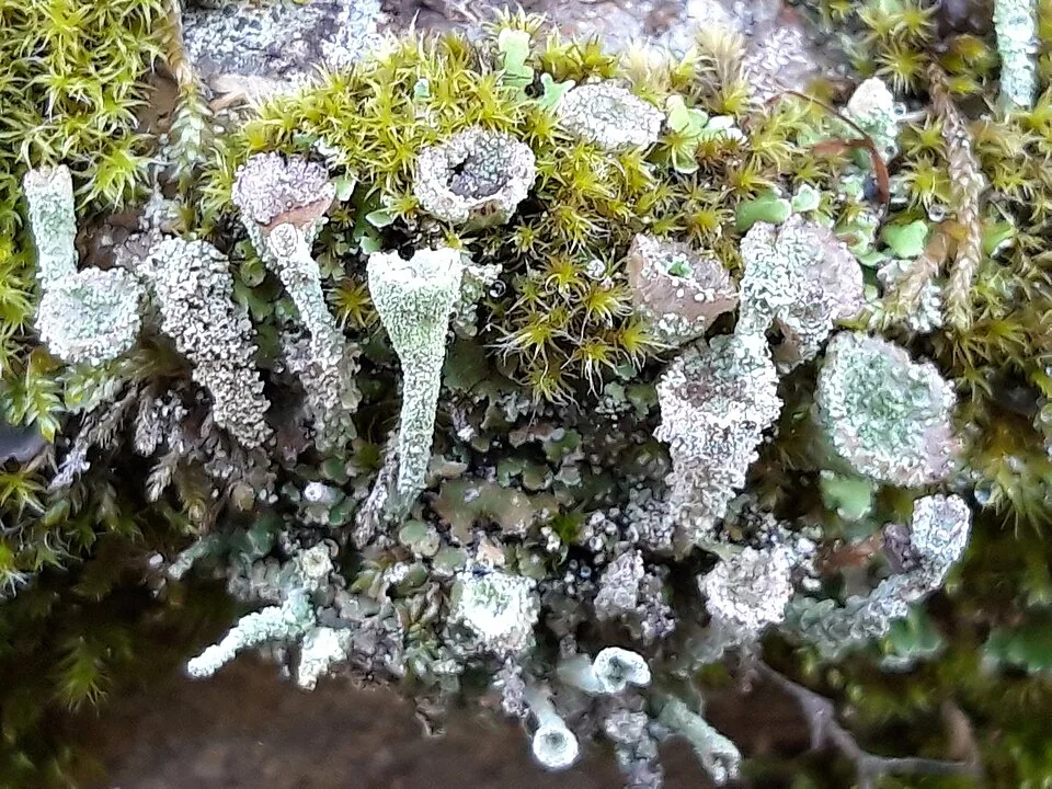 Cladonia pyxidata