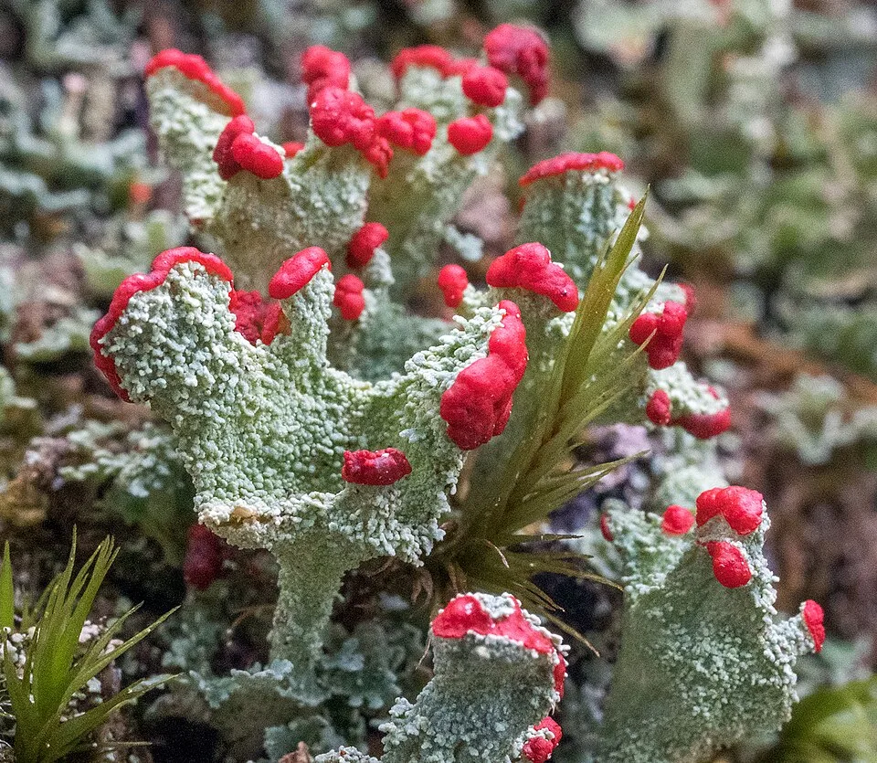 Cladonia coccifera