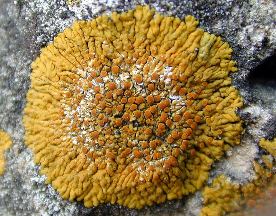 Caloplaca flavescens