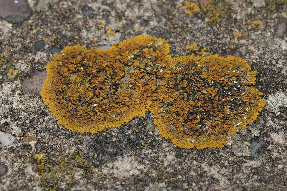 Caloplaca saxicola