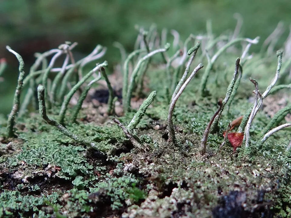 Cladonia glauca