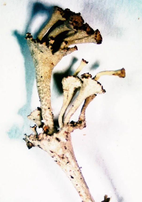 Cladonia cervicornis