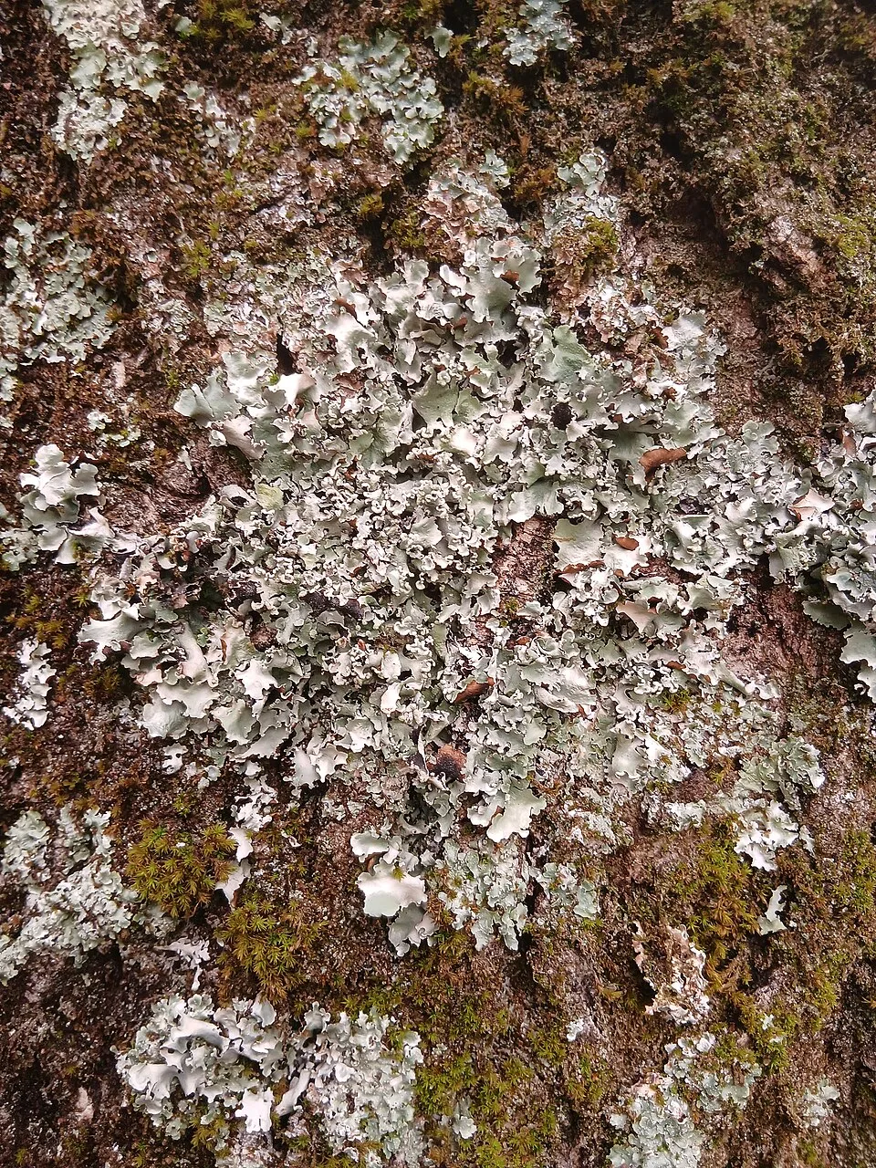 Cetrelia olivetorum