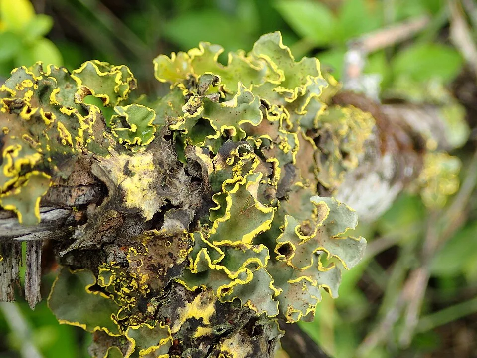 Crocodia aurata