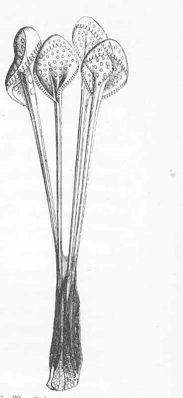 Calveria fenestrata