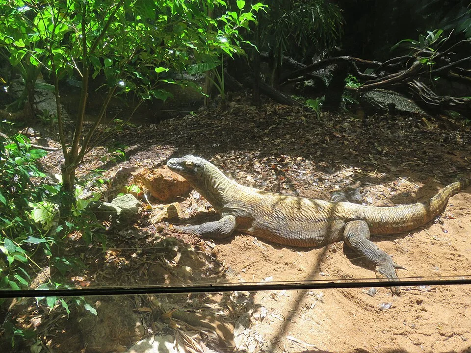 Dragon Raja
