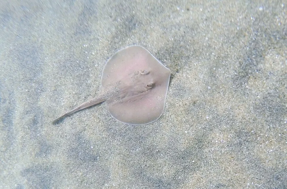 Dwarf Round Ray