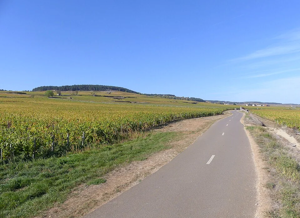 French Vineyard Cycling