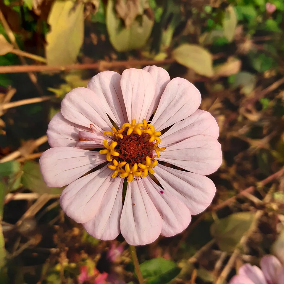 Flower Boy