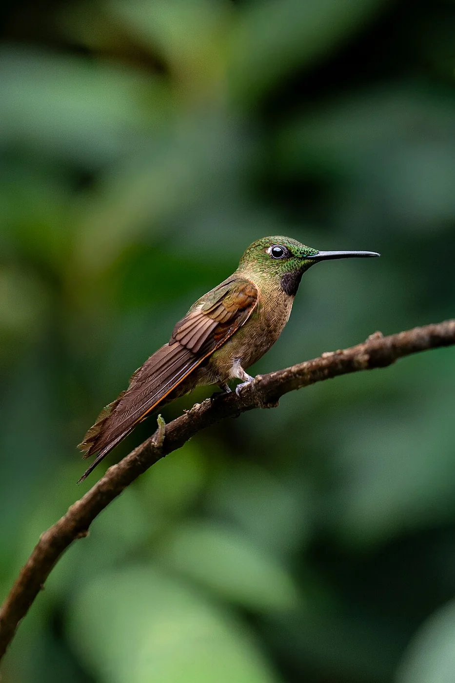 Fawn-breasted brilliant
