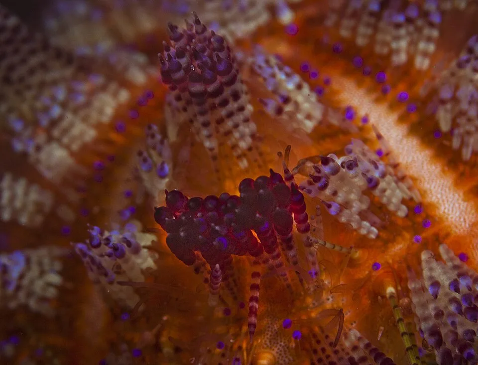 Fire Urchin