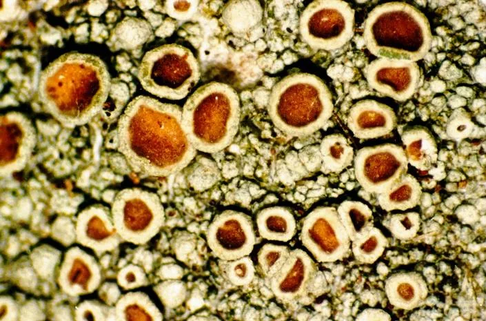 Lecanora pulicaris