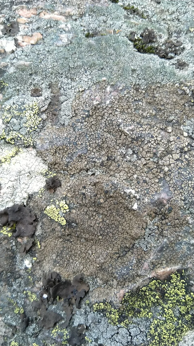 Lecidea fuscoatra