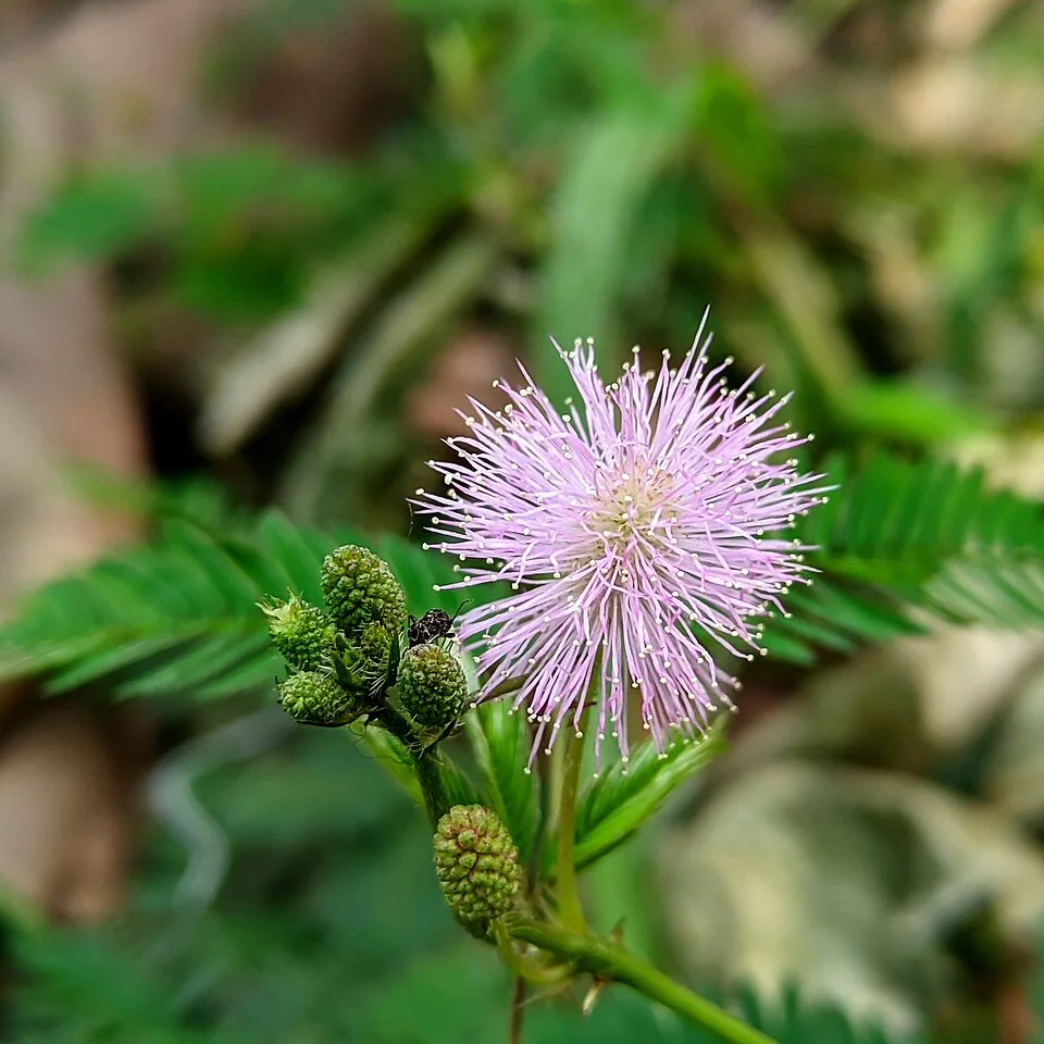 Mimosa