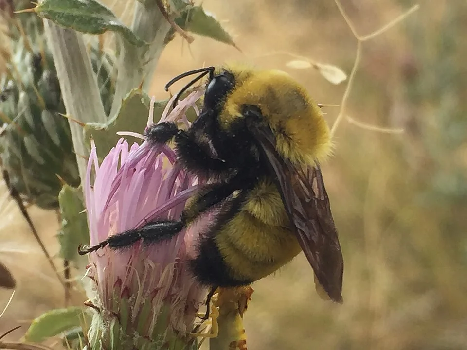 Morrison's Bumblebee (Bombus morrisoni)