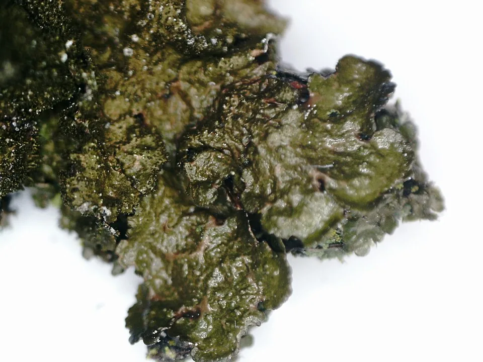 Melanelixia glabratula