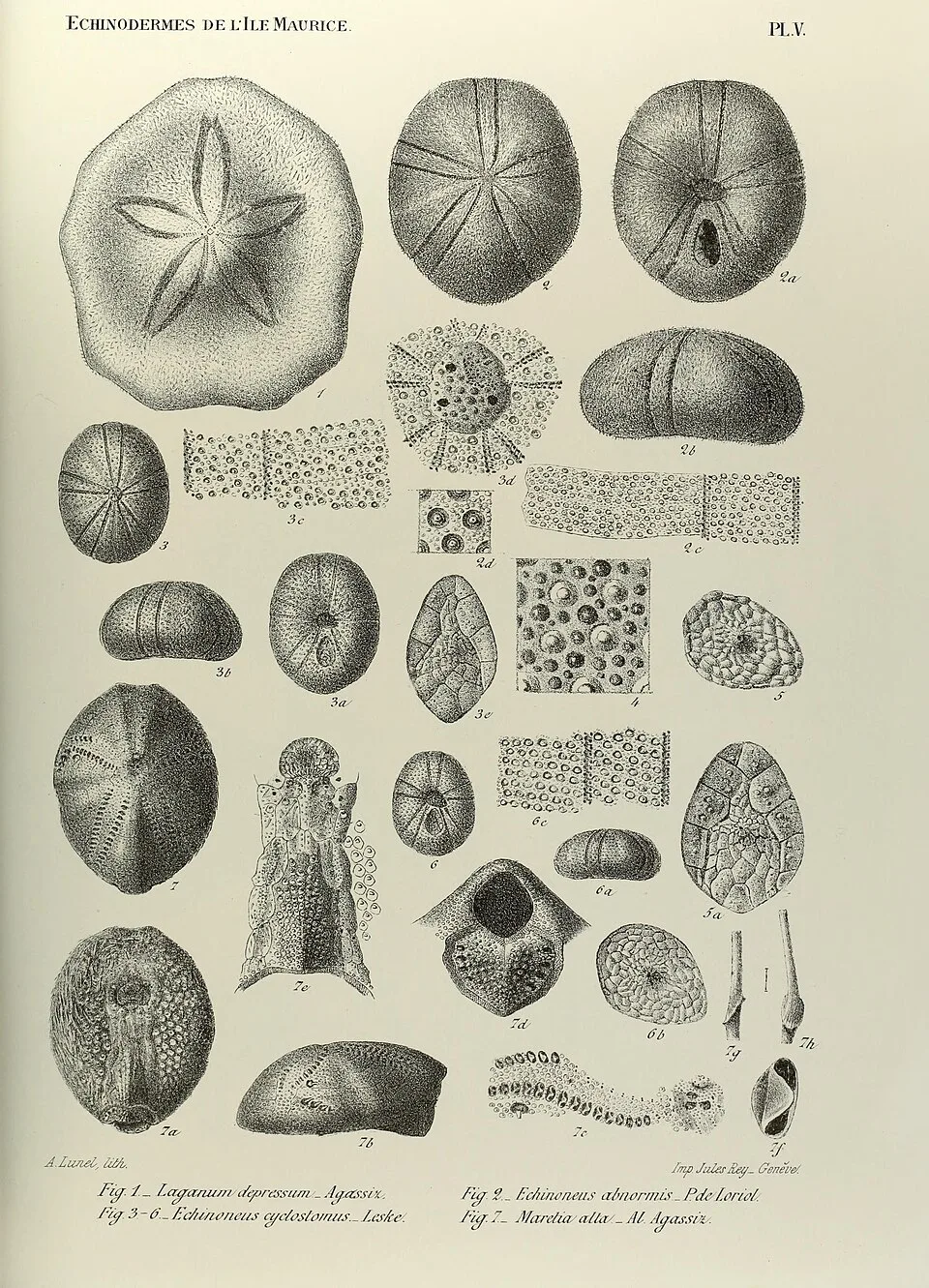 Nacospatangus altus