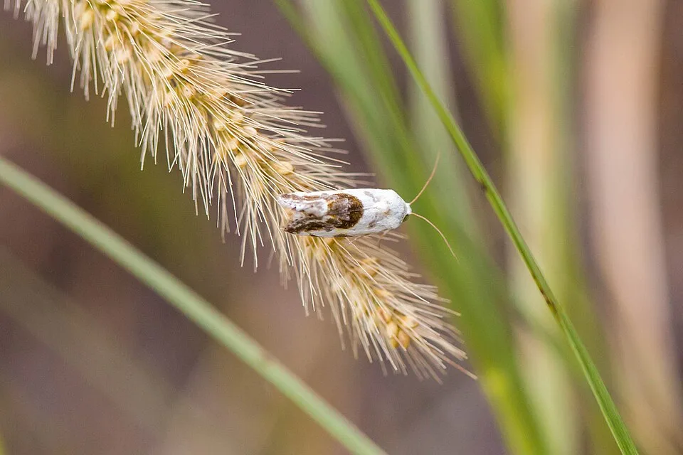 Olive Moth