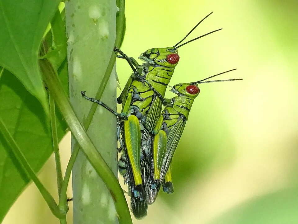 Pendjari National Park