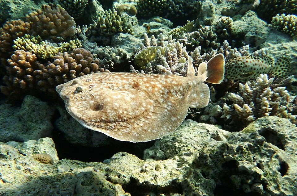 Panther Electric Ray