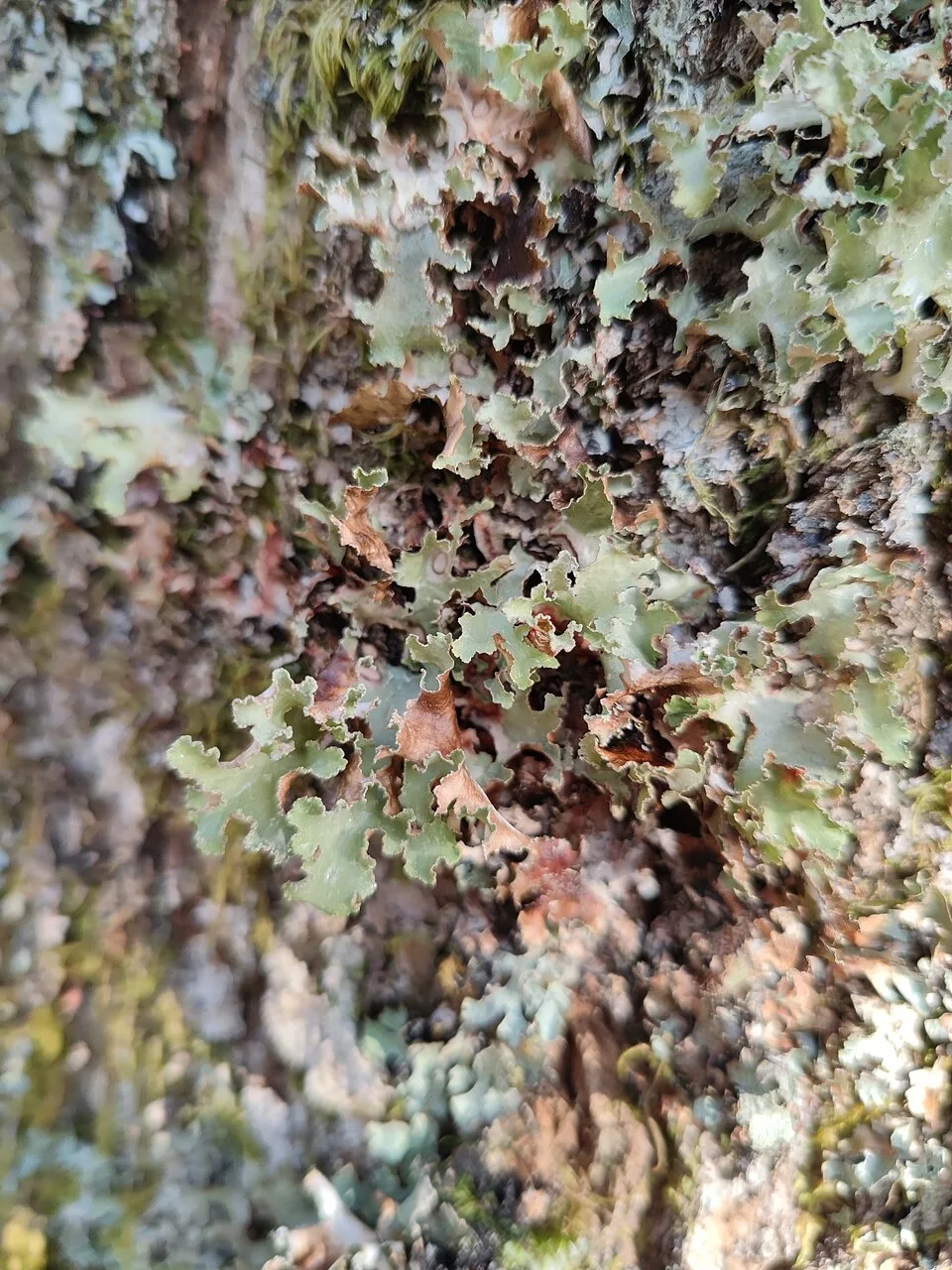 Platismatia glauca