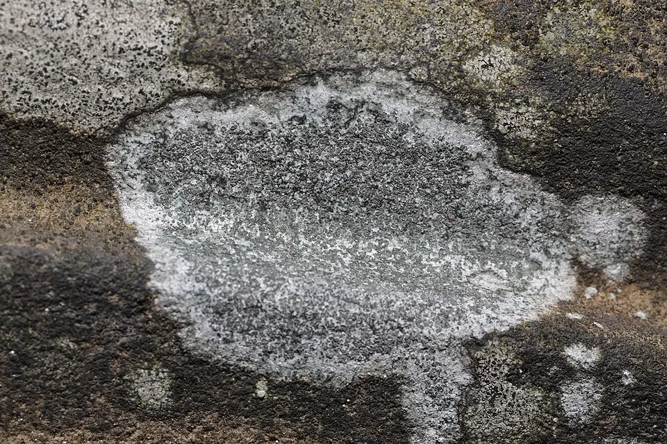 Porpidia tuberculosa