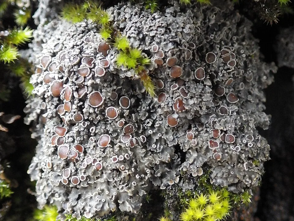 Pannaria rubiginosa