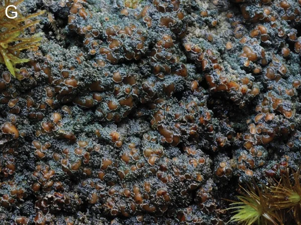 Pannaria pezizoides