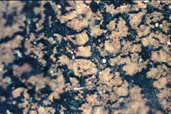 Parmeliella triptophylla