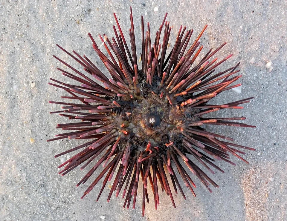 Purple Heart Urchin
