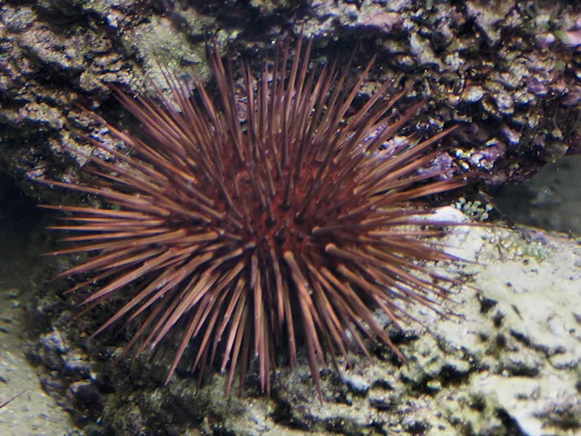 Rock-Boring Urchin