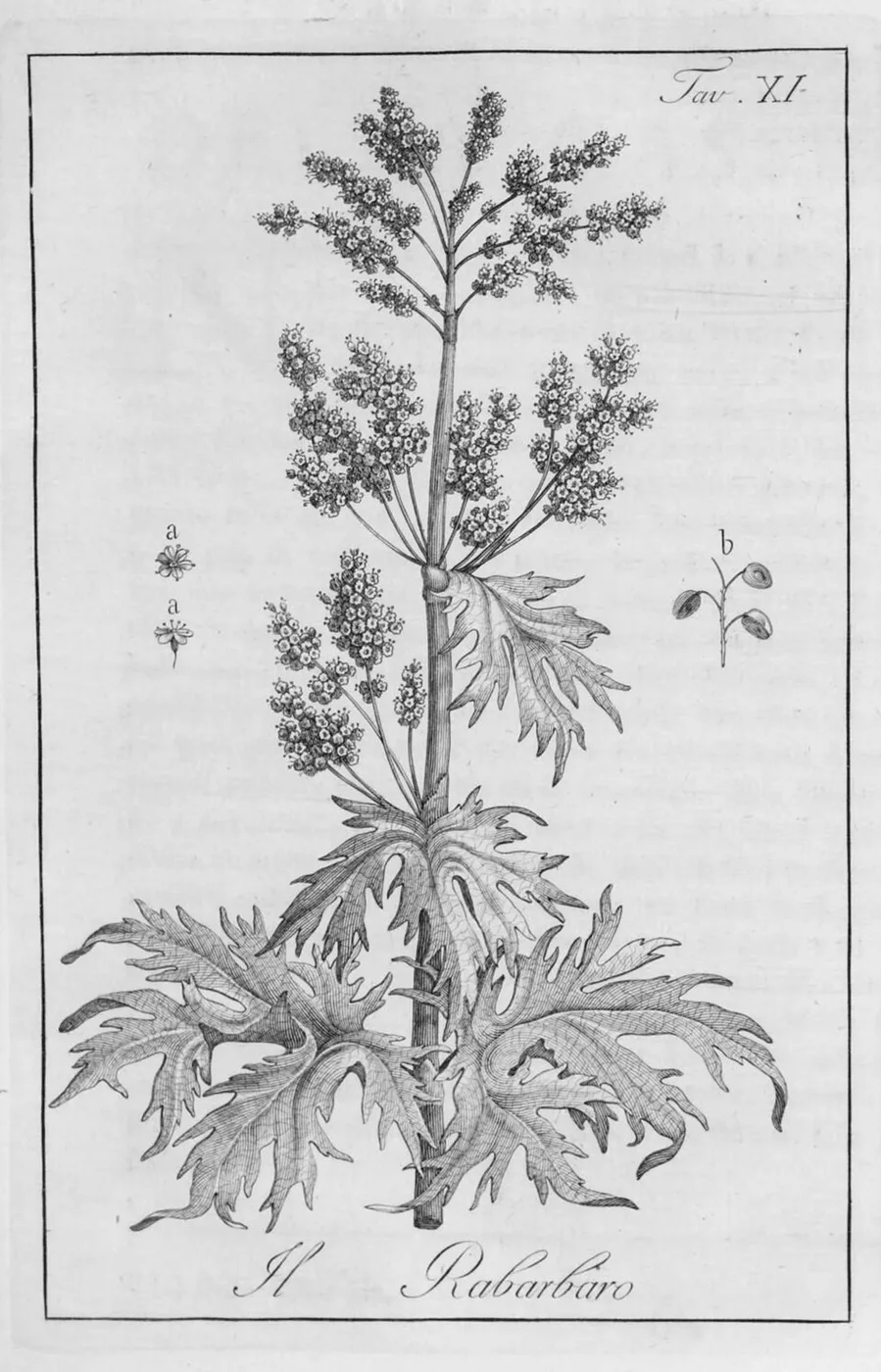 Sfumato Rabarbaro