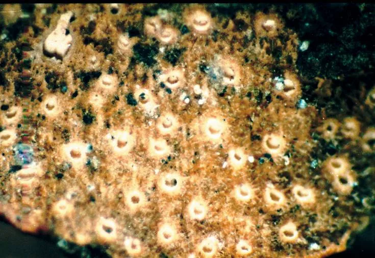 Sticta fuliginosa